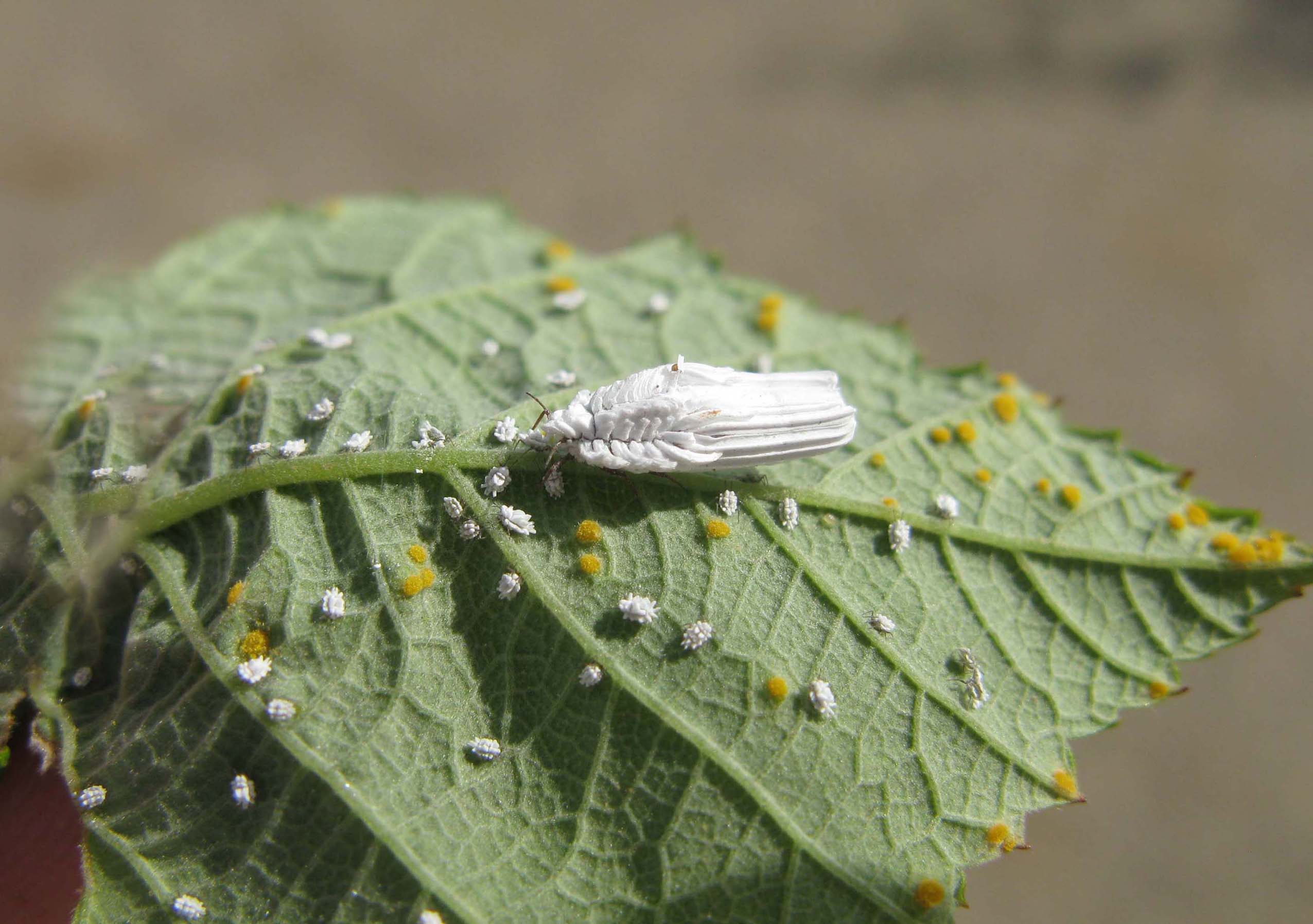 Ceroplastes ed Orthezia sp.